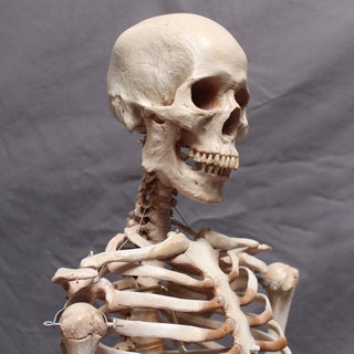 Skeletons, Skulls & Bones