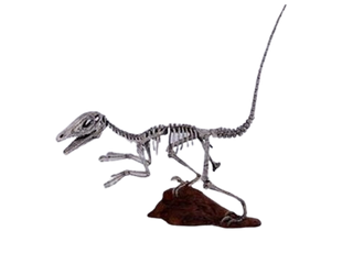 10 Ft Long Raptor Skeleton Rental