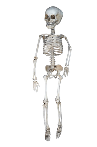 Toddler Skeleton