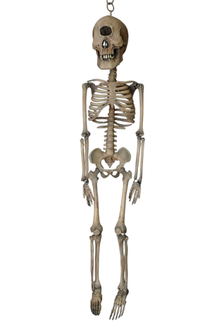 3 Ft. Cyclops Skeleton