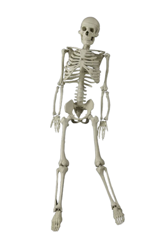 3 ft Articulated Skeleton