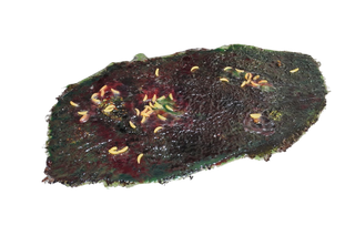 24" Purge Fluid Rubber Pool with Maggots