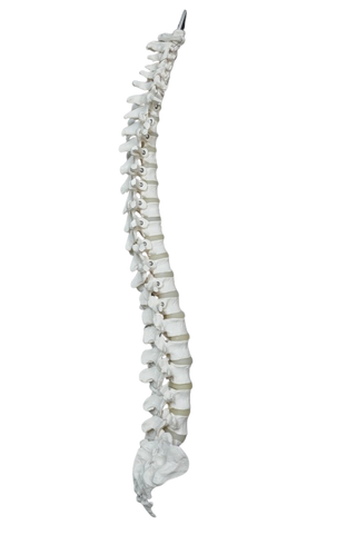 Human Spine