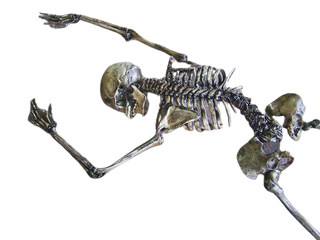 9 Piece Archeological Skeleton