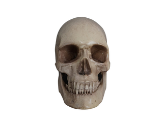 Budget Harvey Skull