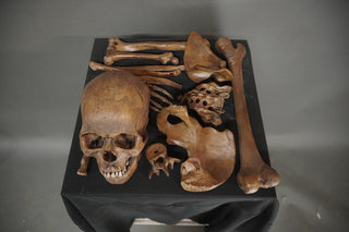 Lifecast Skull & Dozen Assorted Bones