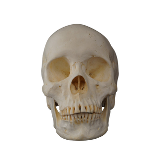 Connie Skull