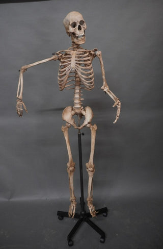 Poseable Crime Scene Skeleton with Stand