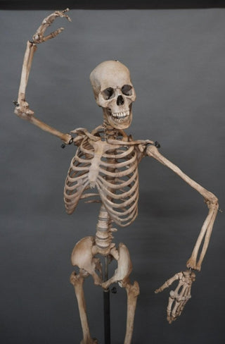 Poseable Crime Scene Skeleton with Stand