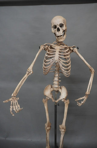 Poseable Crime Scene Skeleton with Stand