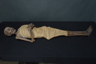 Egyptian Wrapped Nefertari Mummy