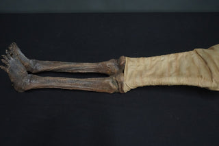 Egyptian Wrapped Nefertari Mummy