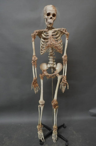 Skin and Bones Female Skeleton