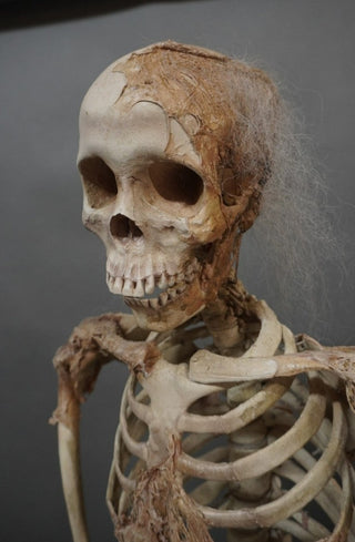 Skin and Bones Female Skeleton