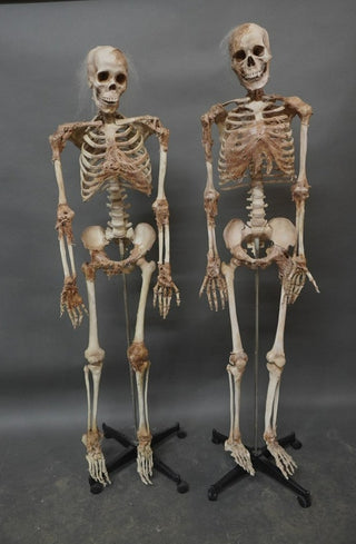 Skin and Bones Female Skeleton