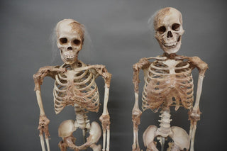 Skin and Bones Female Skeleton