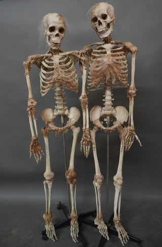 Skin and Bones Female Skeleton