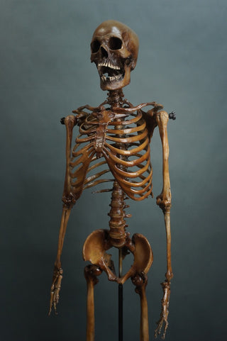Poseable Crime Scene Skeleton with Stand