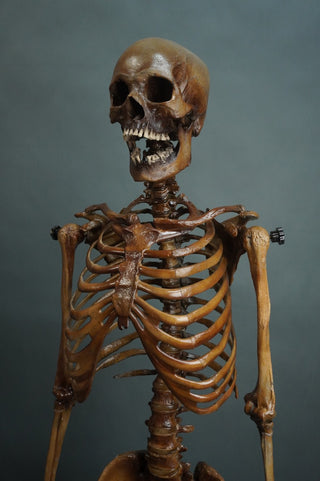 Poseable Crime Scene Skeleton with Stand