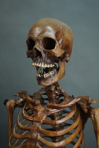 Poseable Crime Scene Skeleton with Stand