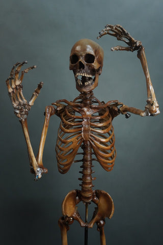 Poseable Crime Scene Skeleton with Stand