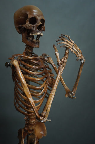 Poseable Crime Scene Skeleton with Stand