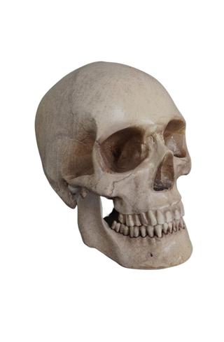 Foam Rubber Skull