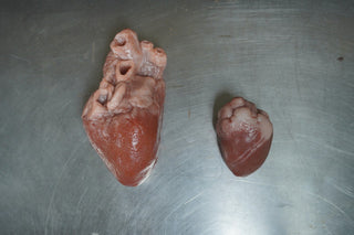 Lifesize Heart, Silicone Rubber