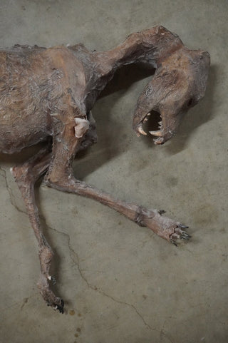 Mummified Dog Prop