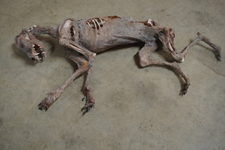 Mummified Dog Prop