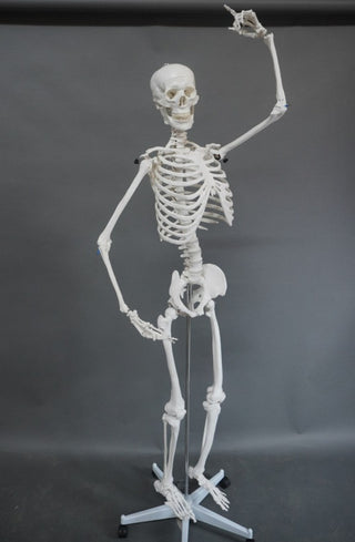 Poseable Life Size Human Skeleton with Stand