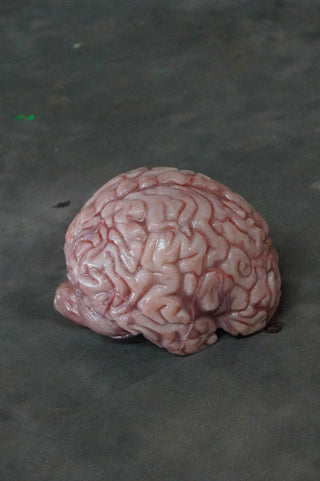 Lifesize Brain, Silicone Rubber