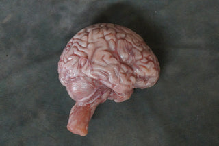 Lifesize Brain, Silicone Rubber