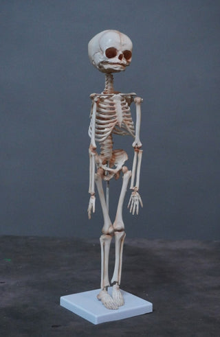 Articulated Infant Skeleton