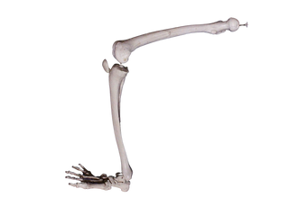 Full Skeletal Leg