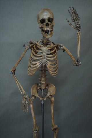 Poseable Crime Scene Skeleton with Stand