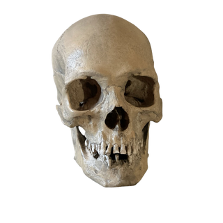 Ashwin Skull