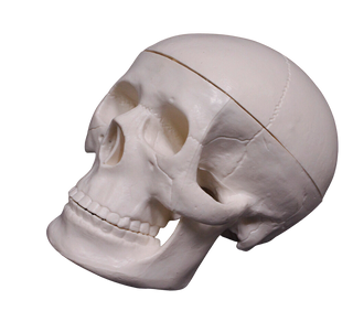 Mini Skull Replica