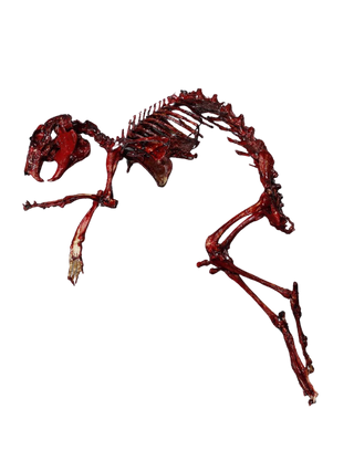 Meaty Rabbit Skeleton