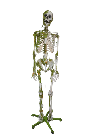 Moss Covered Skeleton