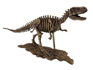 Tyrannosaurus Rex Skeleton Model