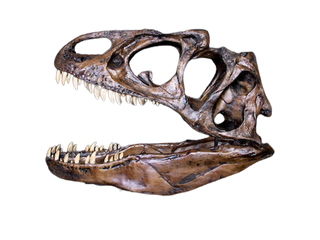 Allosaurus Skull Replica Rental