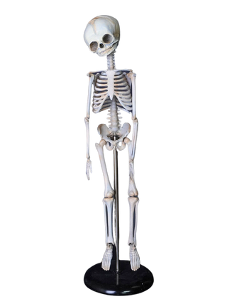 Articulated Infant Skeleton