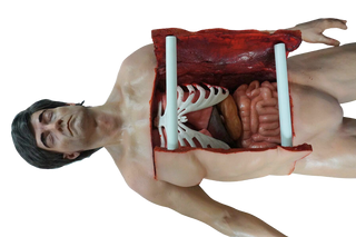 Deluxe Autopsy Jack Cadaver Body