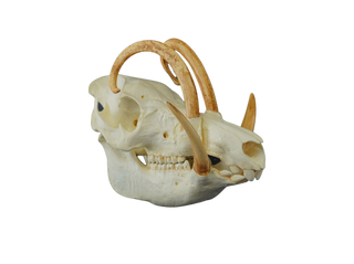 Babirusa Skull Replica