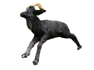 Black Ram Goat Prop - Special Order