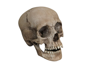 Child Skull