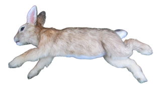 Cottontail Rabbit Prop