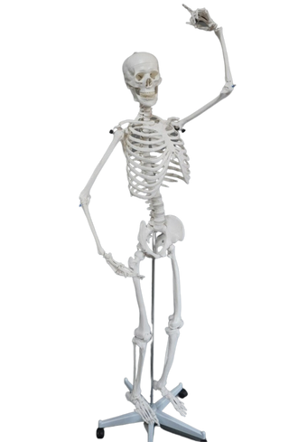Poseable Life Size Human Skeleton with Stand