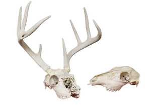 Rustic Deer Skull with Antlers